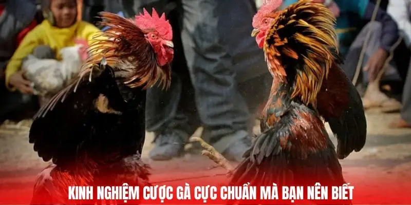 Đá Gà Mạng - Huyết Chiến Của Chiến Binh Thép Tại GA6789 3 Kinh nghiệm cược gà cực chuẩn mà bạn nên biết